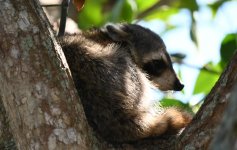 Young coon napping in mango tree.jpg