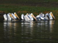 Pelican8.jpg