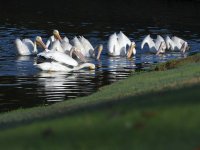 Pelican10.jpg