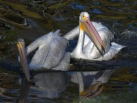 Pelican13.jpg