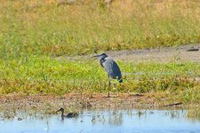 500_0083R_LSh_cr.jpg