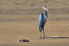 500_0128R_LSh_cr.jpg