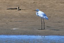 500_0099R_LSh_cr.jpg