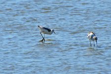 500_0162R_LSh_cr.jpg