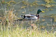 560_0026_LSh_cr_sm.jpg