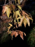 Leaves.jpg