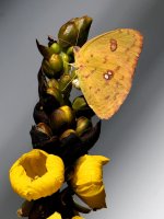 Sulfer2.jpg