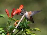 Hummer.jpg