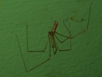 Spider2.jpg