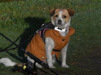 Dog2.jpg