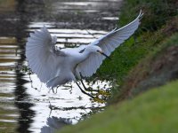 Egret.jpg