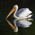 Pelican9.jpg