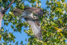 RD5_6263-Osprey.jpg