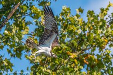 RD5_6264-Osprey.jpg