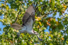 RD5_6265-Osprey.jpg