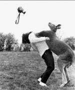 Photog Kangaroo jpg.jpg