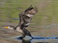 Cormorant2.jpg