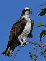 Osprey16.jpg