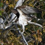 Osprey22.jpg