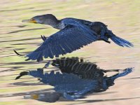 Cormorant3.jpg