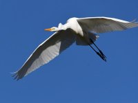 Egret.jpg