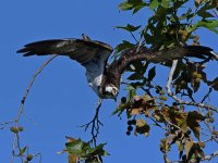 Osprey19.jpg