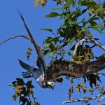 Osprey20.jpg