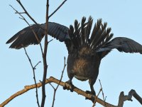 Cormorant.jpg