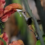 Hummer14.jpg
