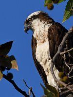 Osprey3.jpg