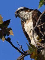 Osprey4.jpg