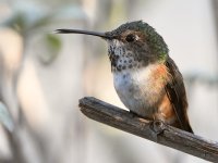 Hummer7.jpg