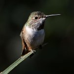 Hummer12.jpg