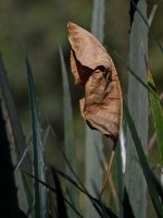 Leaf.jpg