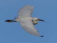 Egret3.jpg