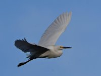 Egret4.jpg