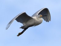 Egret5.jpg