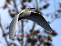 Egret6.jpg