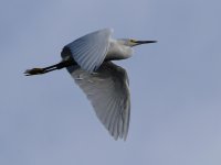 Egret8.jpg