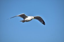 Soaring Gull 1 (1 of 1).jpg
