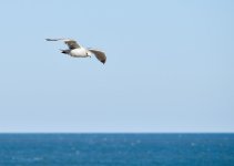 Soaring Gull 5 (1 of 1).jpg
