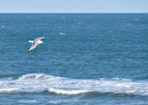 Soaring Gull 3 (1 of 1).jpg