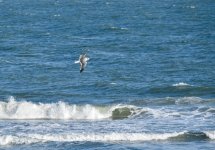Soaring Gull 2 (1 of 1).jpg