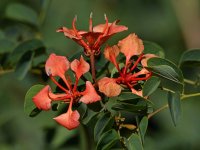 Bauhinia.jpg