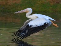 Pelican4.jpg