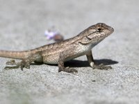 Lizard.jpg