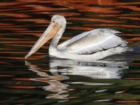 Pelican2.jpg