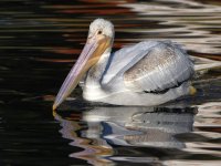 Pelican3.jpg