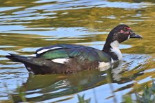 560_0087R_LSh_cr_sm.jpg