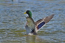 560_0019R_LSh_cr.jpg
